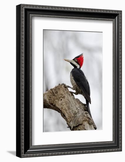 Brazil, The Pantanal. Female crimson-crested woodpecker.-Ellen Goff-Framed Photographic Print