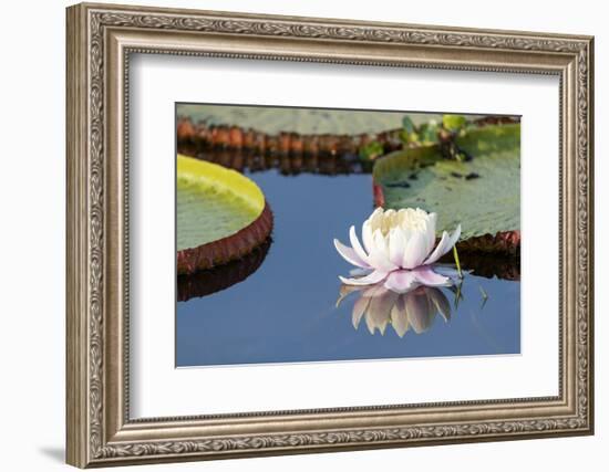 Brazil, The Pantanal, flower of the giant lily pad.-Ellen Goff-Framed Photographic Print