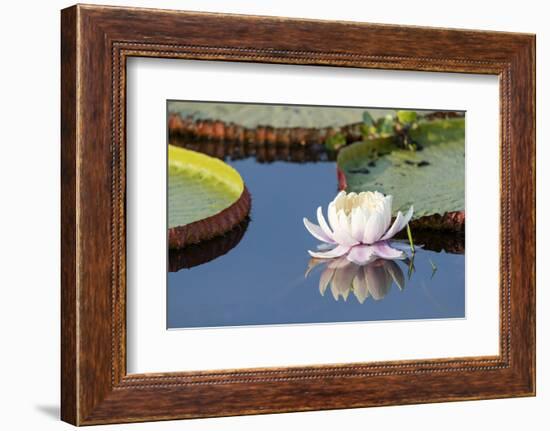 Brazil, The Pantanal, flower of the giant lily pad.-Ellen Goff-Framed Photographic Print