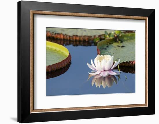 Brazil, The Pantanal, flower of the giant lily pad.-Ellen Goff-Framed Photographic Print