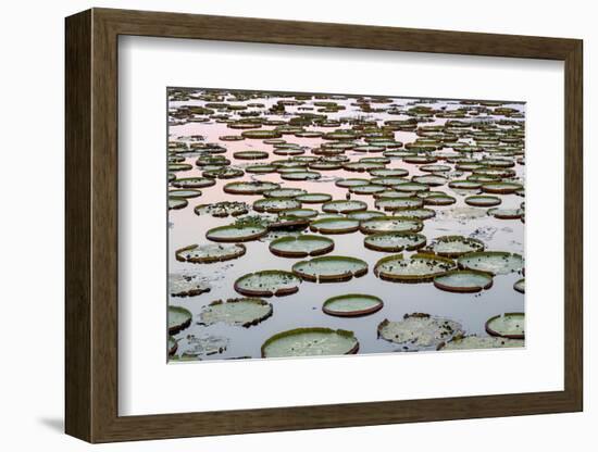 Brazil, The Pantanal. Giant lily pads are in the water at sunset.-Ellen Goff-Framed Photographic Print