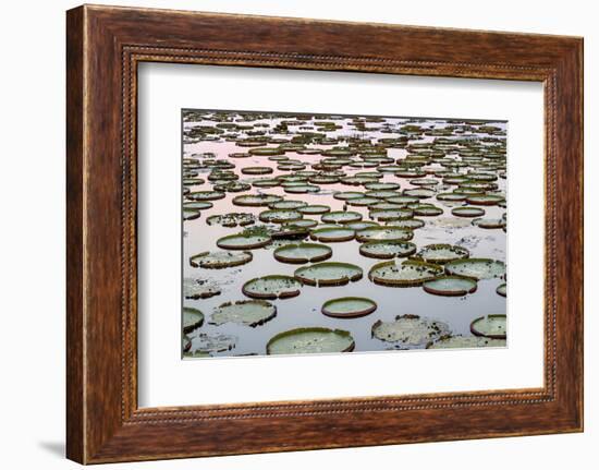 Brazil, The Pantanal. Giant lily pads are in the water at sunset.-Ellen Goff-Framed Photographic Print