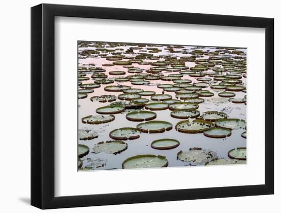 Brazil, The Pantanal. Giant lily pads are in the water at sunset.-Ellen Goff-Framed Photographic Print