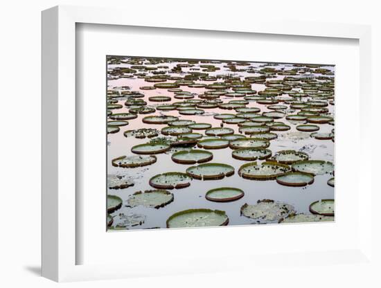 Brazil, The Pantanal. Giant lily pads are in the water at sunset.-Ellen Goff-Framed Photographic Print
