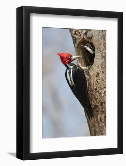 Brazil, The Pantanal, Male crimson-crested woodpecker at the nest hole with its young.-Ellen Goff-Framed Photographic Print