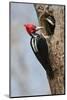 Brazil, The Pantanal, Male crimson-crested woodpecker at the nest hole with its young.-Ellen Goff-Mounted Photographic Print