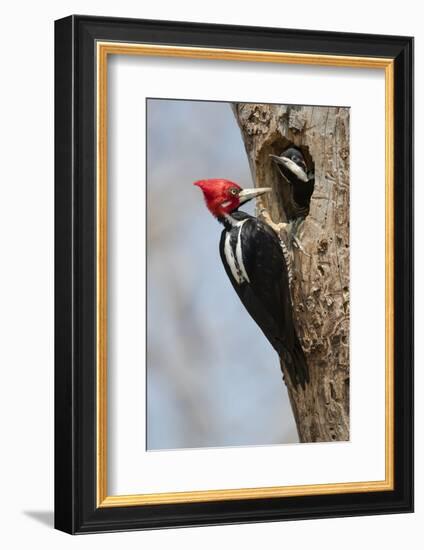 Brazil, The Pantanal, Male crimson-crested woodpecker at the nest hole with its young.-Ellen Goff-Framed Photographic Print