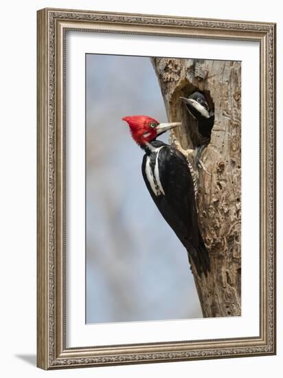 Brazil, The Pantanal, Male crimson-crested woodpecker at the nest hole with its young.-Ellen Goff-Framed Photographic Print