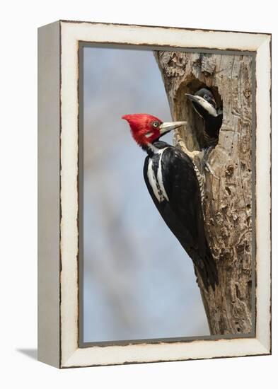 Brazil, The Pantanal, Male crimson-crested woodpecker at the nest hole with its young.-Ellen Goff-Framed Premier Image Canvas