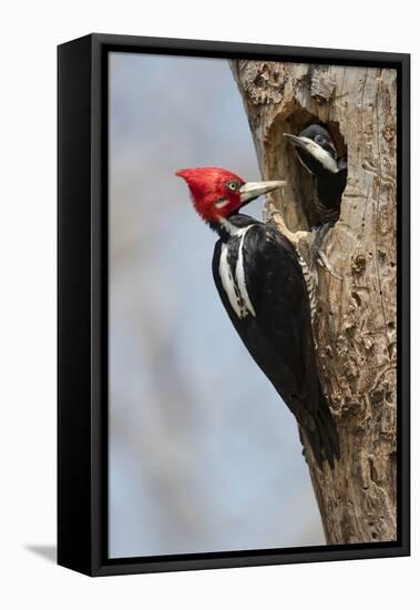 Brazil, The Pantanal, Male crimson-crested woodpecker at the nest hole with its young.-Ellen Goff-Framed Premier Image Canvas