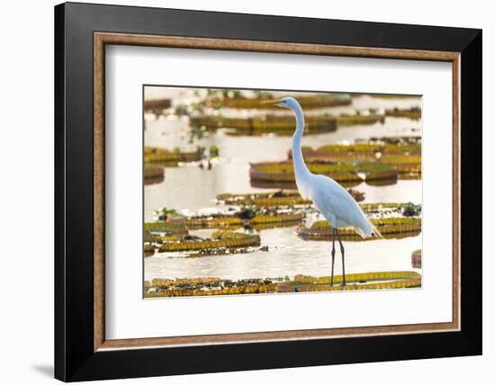 Brazil, The Pantanal, Porto Jofre. Great egret on giant lily pad looking for fish.-Ellen Goff-Framed Photographic Print