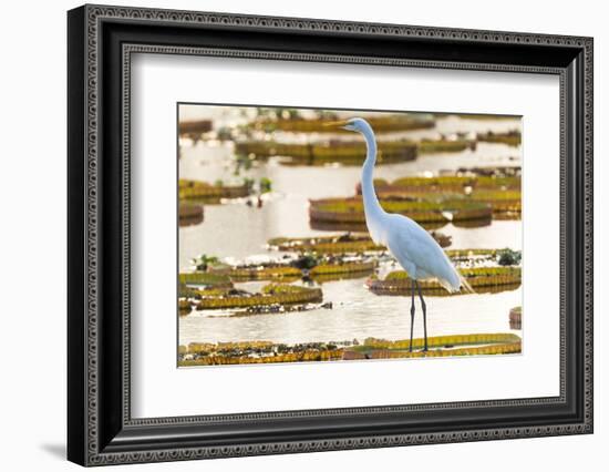 Brazil, The Pantanal, Porto Jofre. Great egret on giant lily pad looking for fish.-Ellen Goff-Framed Photographic Print