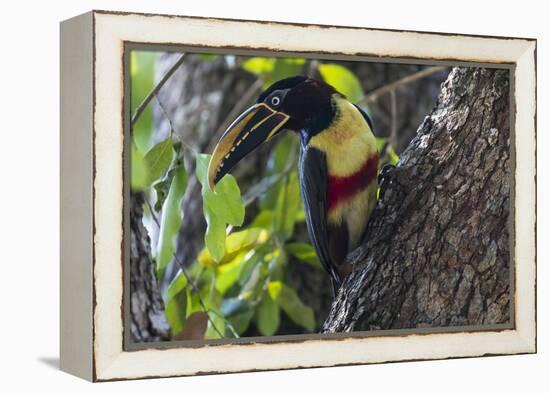 Brazil, The Pantanal. Portrait of a chestnut-eared aracari on a tree trunk.-Ellen Goff-Framed Premier Image Canvas