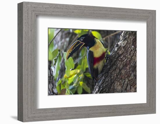 Brazil, The Pantanal. Portrait of a chestnut-eared aracari on a tree trunk.-Ellen Goff-Framed Photographic Print