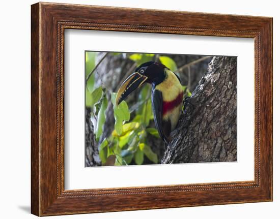 Brazil, The Pantanal. Portrait of a chestnut-eared aracari on a tree trunk.-Ellen Goff-Framed Photographic Print