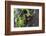 Brazil, The Pantanal. Portrait of a chestnut-eared aracari on a tree trunk.-Ellen Goff-Framed Photographic Print