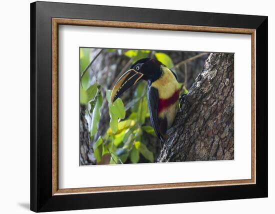 Brazil, The Pantanal. Portrait of a chestnut-eared aracari on a tree trunk.-Ellen Goff-Framed Photographic Print