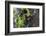 Brazil, The Pantanal. Portrait of a chestnut-eared aracari on a tree trunk.-Ellen Goff-Framed Photographic Print