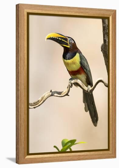 Brazil, The Pantanal. Portrait of a chestnut-eared aracari sitting on a vine.-Ellen Goff-Framed Premier Image Canvas