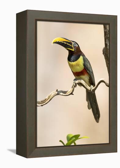 Brazil, The Pantanal. Portrait of a chestnut-eared aracari sitting on a vine.-Ellen Goff-Framed Premier Image Canvas