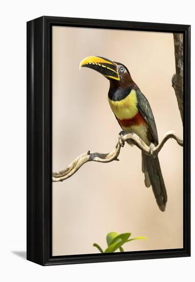 Brazil, The Pantanal. Portrait of a chestnut-eared aracari sitting on a vine.-Ellen Goff-Framed Premier Image Canvas