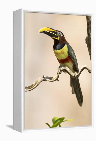 Brazil, The Pantanal. Portrait of a chestnut-eared aracari sitting on a vine.-Ellen Goff-Framed Premier Image Canvas