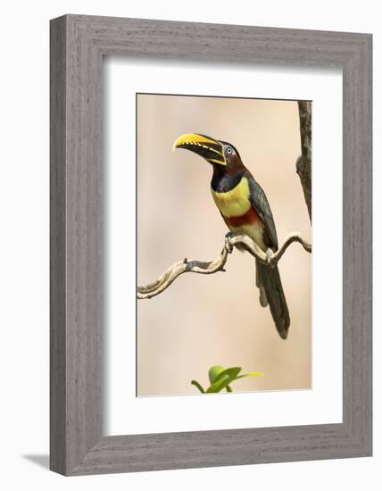 Brazil, The Pantanal. Portrait of a chestnut-eared aracari sitting on a vine.-Ellen Goff-Framed Photographic Print