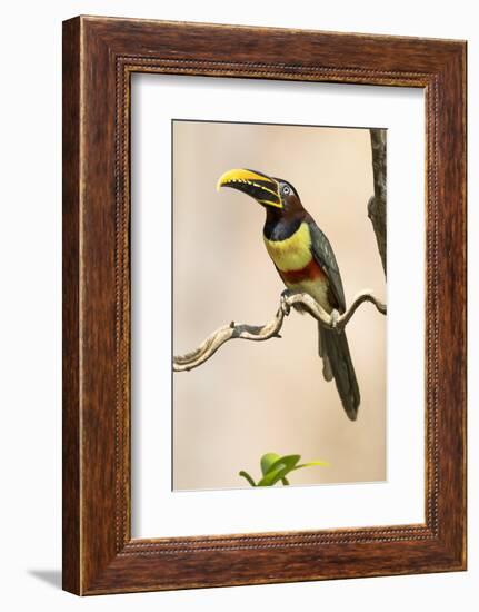 Brazil, The Pantanal. Portrait of a chestnut-eared aracari sitting on a vine.-Ellen Goff-Framed Photographic Print