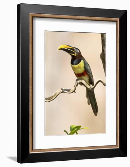 Brazil, The Pantanal. Portrait of a chestnut-eared aracari sitting on a vine.-Ellen Goff-Framed Photographic Print