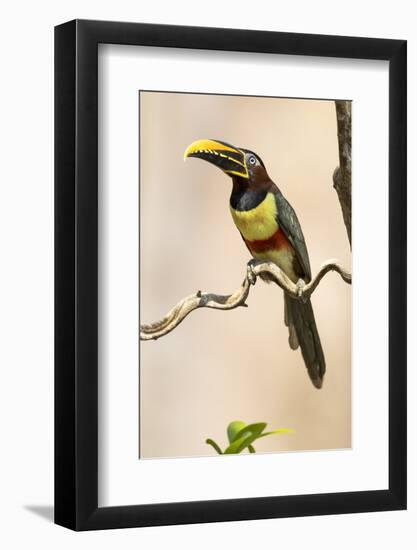 Brazil, The Pantanal. Portrait of a chestnut-eared aracari sitting on a vine.-Ellen Goff-Framed Photographic Print