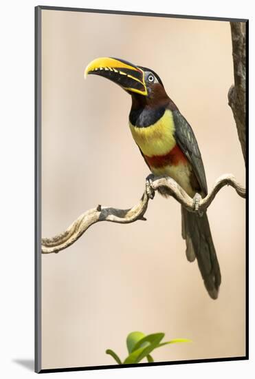 Brazil, The Pantanal. Portrait of a chestnut-eared aracari sitting on a vine.-Ellen Goff-Mounted Photographic Print