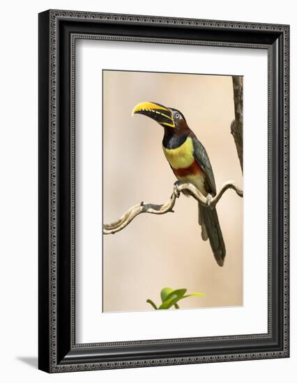 Brazil, The Pantanal. Portrait of a chestnut-eared aracari sitting on a vine.-Ellen Goff-Framed Photographic Print