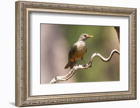 Brazil, The Pantanal. Portrait of a rufous-bellied thrush on a vine.-Ellen Goff-Framed Photographic Print