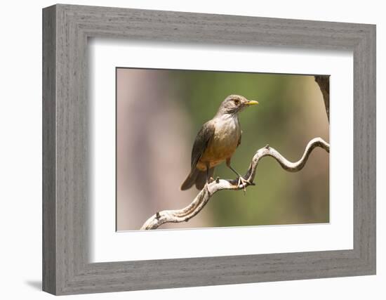 Brazil, The Pantanal. Portrait of a rufous-bellied thrush on a vine.-Ellen Goff-Framed Photographic Print