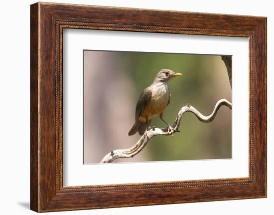 Brazil, The Pantanal. Portrait of a rufous-bellied thrush on a vine.-Ellen Goff-Framed Photographic Print