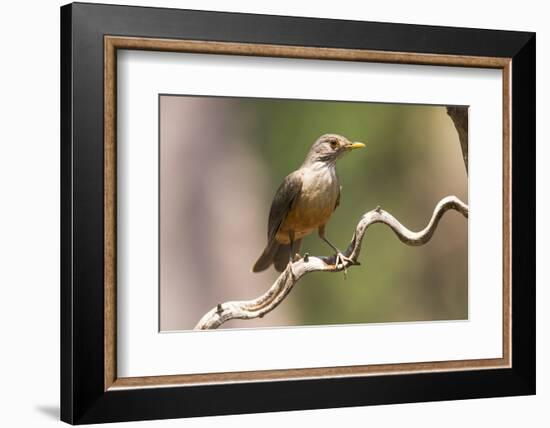 Brazil, The Pantanal. Portrait of a rufous-bellied thrush on a vine.-Ellen Goff-Framed Photographic Print