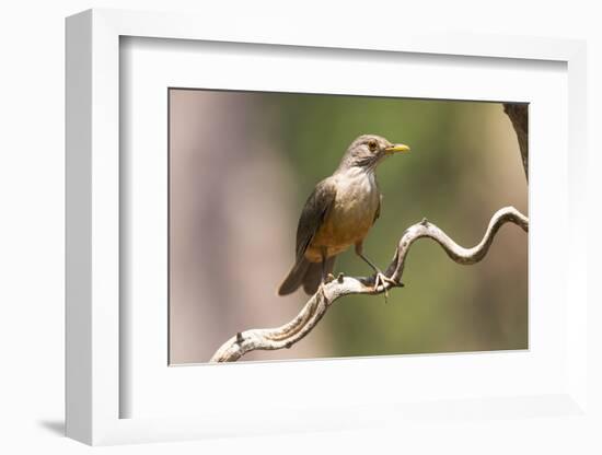 Brazil, The Pantanal. Portrait of a rufous-bellied thrush on a vine.-Ellen Goff-Framed Photographic Print