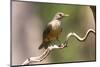 Brazil, The Pantanal. Portrait of a rufous-bellied thrush on a vine.-Ellen Goff-Mounted Photographic Print