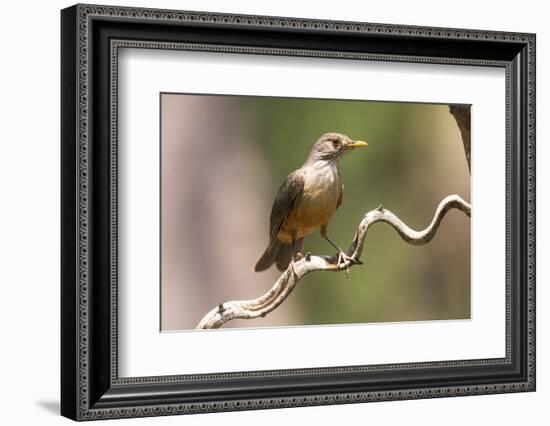 Brazil, The Pantanal. Portrait of a rufous-bellied thrush on a vine.-Ellen Goff-Framed Photographic Print