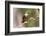 Brazil, The Pantanal. Portrait of a rufous-bellied thrush on a vine.-Ellen Goff-Framed Photographic Print