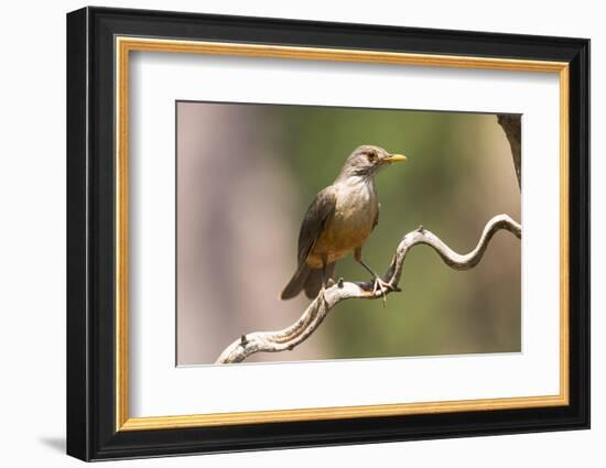 Brazil, The Pantanal. Portrait of a rufous-bellied thrush on a vine.-Ellen Goff-Framed Photographic Print