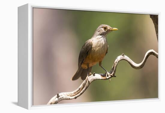 Brazil, The Pantanal. Portrait of a rufous-bellied thrush on a vine.-Ellen Goff-Framed Premier Image Canvas