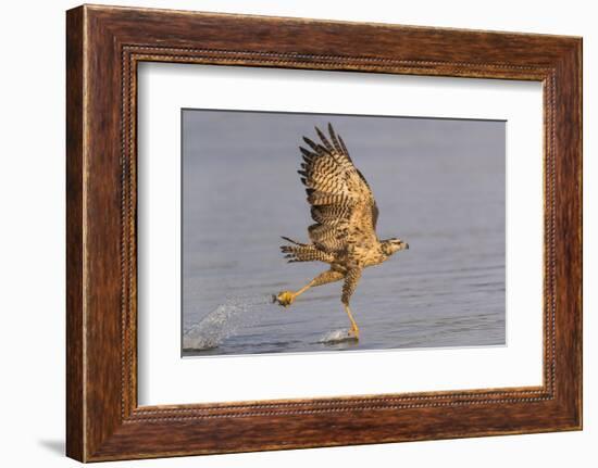 Brazil, The Pantanal, Rio Claro. Immature great black hawk flying in to snag a fish.-Ellen Goff-Framed Photographic Print