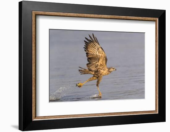 Brazil, The Pantanal, Rio Claro. Immature great black hawk flying in to snag a fish.-Ellen Goff-Framed Photographic Print