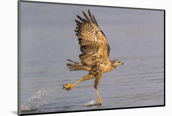 Brazil, The Pantanal, Rio Claro. Immature great black hawk flying in to snag a fish.-Ellen Goff-Mounted Photographic Print