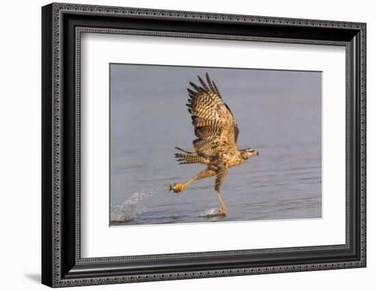 Brazil, The Pantanal, Rio Claro. Immature great black hawk flying in to snag a fish.-Ellen Goff-Framed Photographic Print
