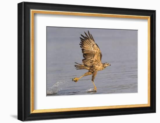 Brazil, The Pantanal, Rio Claro. Immature great black hawk flying in to snag a fish.-Ellen Goff-Framed Photographic Print