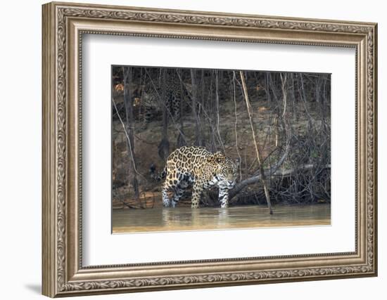 Brazil, The Pantanal, Rio Cuiaba, A female jaguar and her cub on the river.-Ellen Goff-Framed Photographic Print