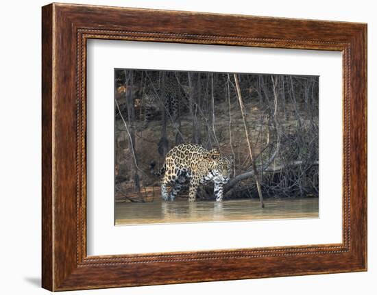 Brazil, The Pantanal, Rio Cuiaba, A female jaguar and her cub on the river.-Ellen Goff-Framed Photographic Print