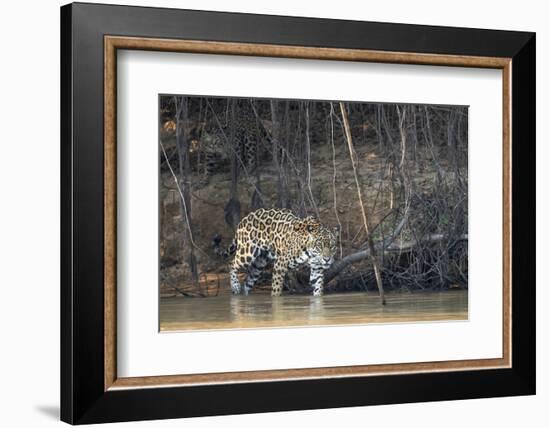 Brazil, The Pantanal, Rio Cuiaba, A female jaguar and her cub on the river.-Ellen Goff-Framed Photographic Print